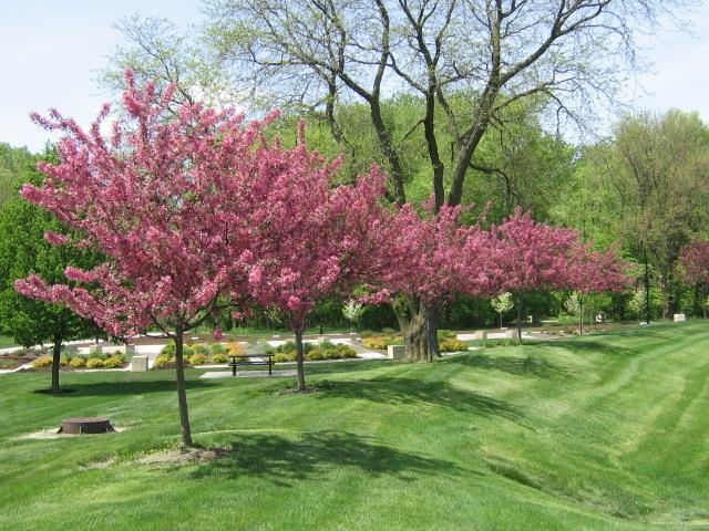 A line of flowering trees in a city park