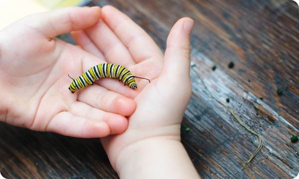 A child holding a Monarch Caterpillar