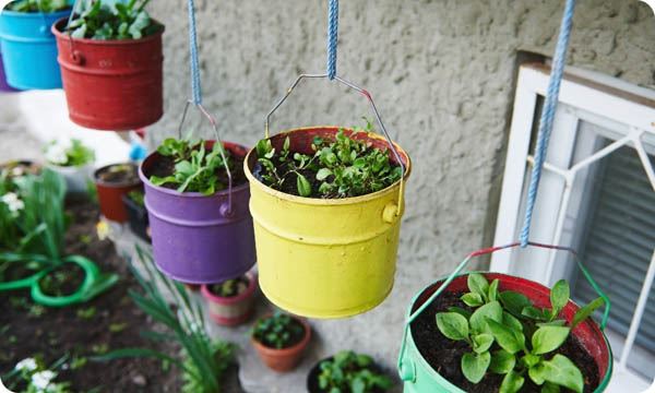 Grown Culinary Herbs in Hanging Colored Metal Buckets. Growing Plants in the Garden